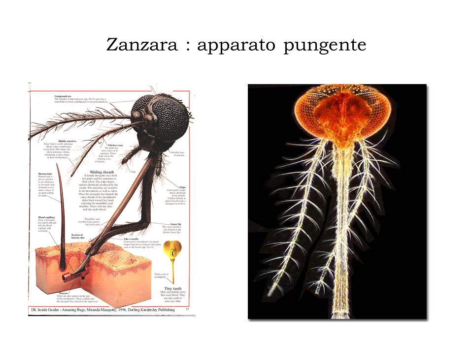 Zanzara : apparato pungente