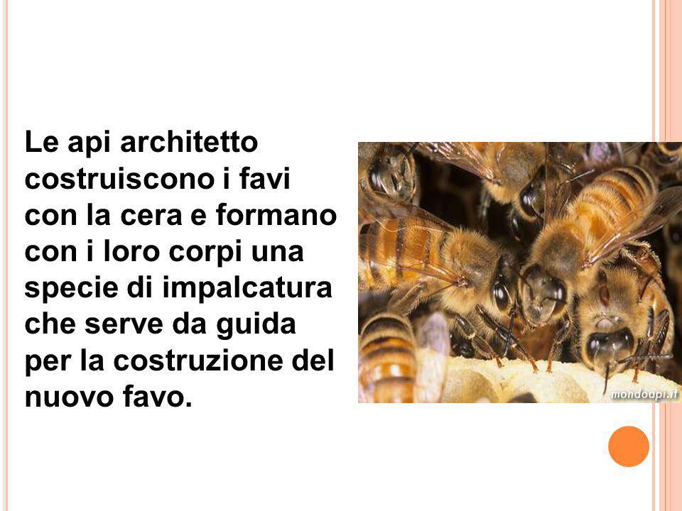 Le api architetto costruiscono i favi con la cera e formano con i loro corpi una specie di impalcatura che serve da guida per la costruzione del nuovo favo.