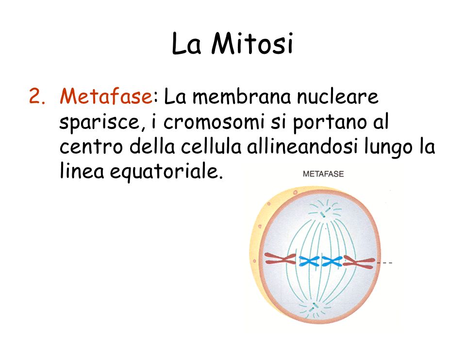 La Mitosi Metafase: La membrana nucleare sparisce, i cromosomi si portano al centro della cellula allineandosi lungo la linea equatoriale.