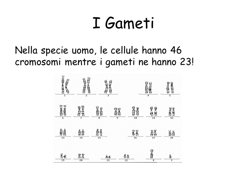 I Gameti Nella specie uomo, le cellule hanno 46 cromosomi mentre i gameti ne hanno 23!