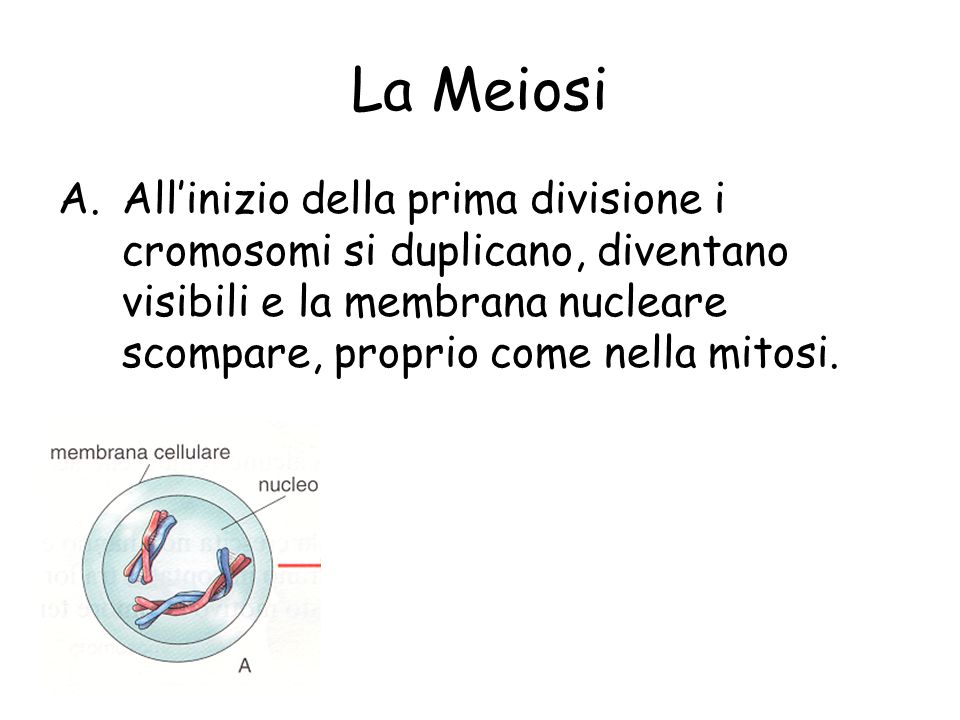 La Meiosi All’inizio della prima divisione i cromosomi si duplicano, diventano visibili e la membrana nucleare scompare, proprio come nella mitosi.