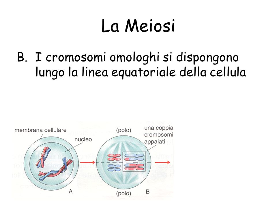 La Meiosi I cromosomi omologhi si dispongono lungo la linea equatoriale della cellula