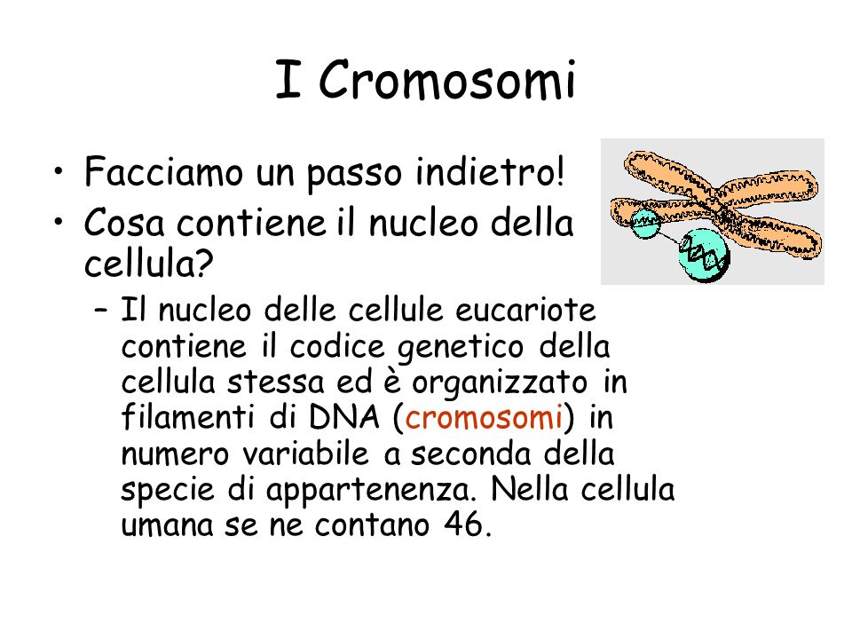 I Cromosomi Facciamo un passo indietro!