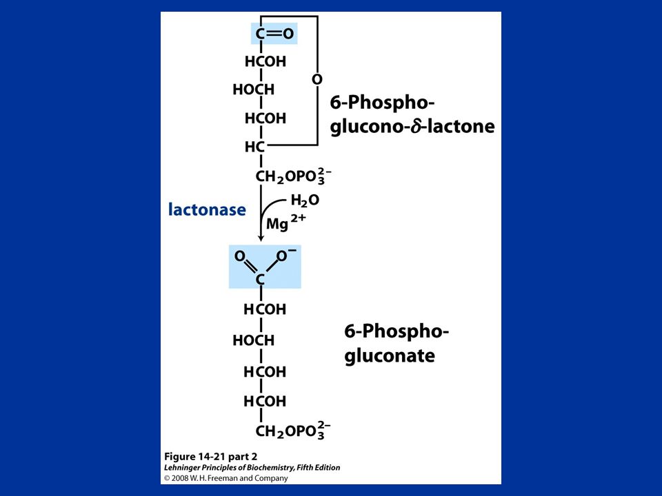 FIGURE (part 2) Oxidative reactions of the pentose phosphate pathway.