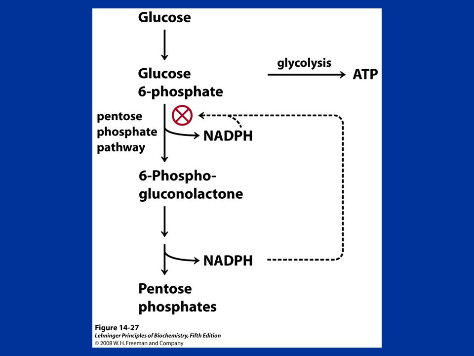 FIGURE Role of NADPH in regulating the partitioning of glucose 6-phosphate between glycolysis and the pentose phosphate pathway.