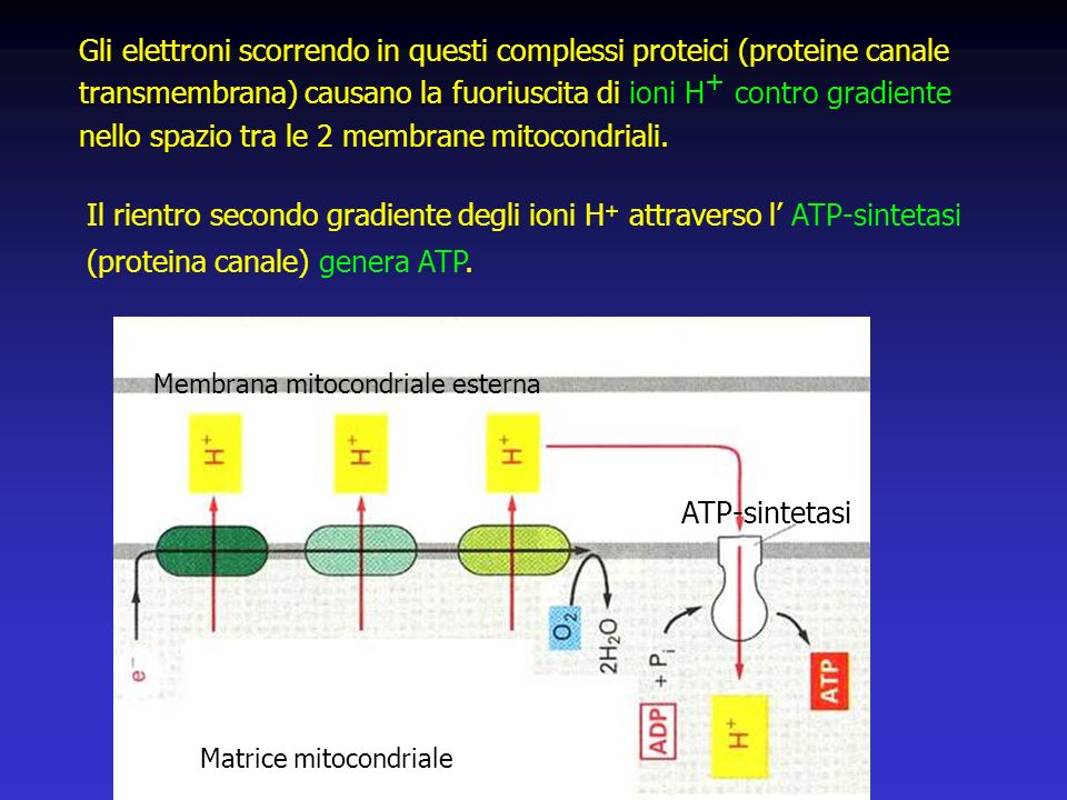 nello spazio tra le 2 membrane mitocondriali.