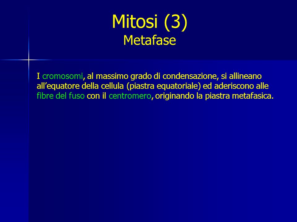 Mitosi (3) Metafase.
