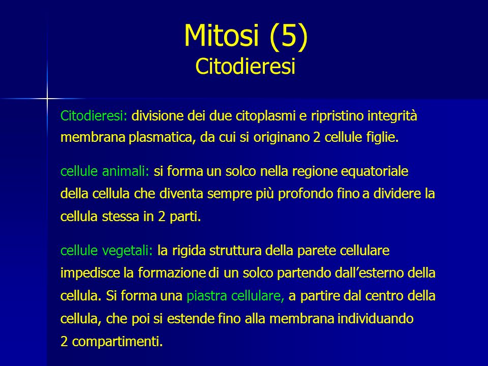 Mitosi (5) Citodieresi. Citodieresi: divisione dei due citoplasmi e ripristino integrità membrana plasmatica, da cui si originano 2 cellule figlie.
