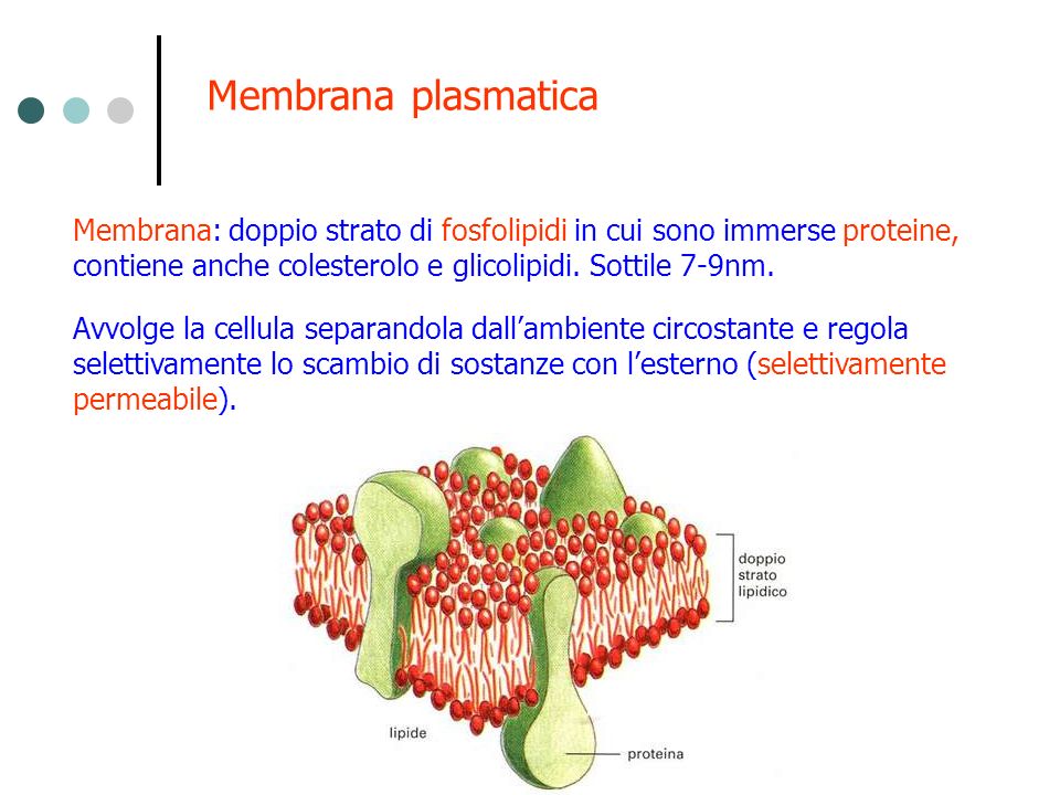 Membrana plasmatica Membrana: doppio strato di fosfolipidi in cui sono immerse proteine, contiene anche colesterolo e glicolipidi. Sottile 7-9nm.
