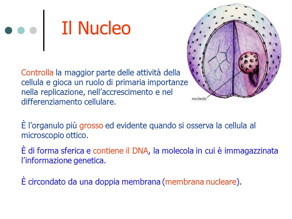 Il Nucleo