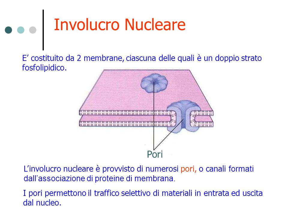 Involucro Nucleare Pori
