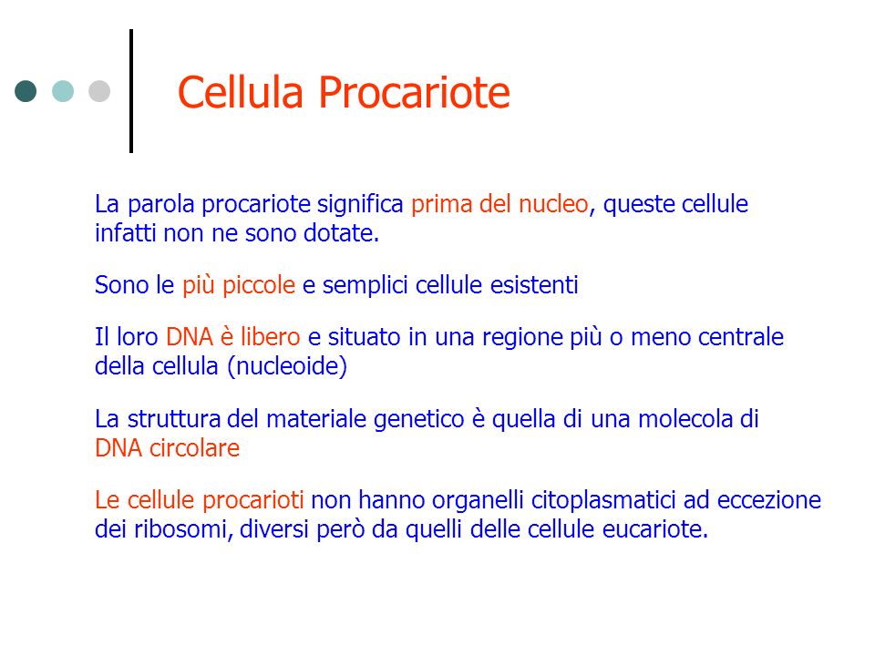 Cellula Procariote La parola procariote significa prima del nucleo, queste cellule infatti non ne sono dotate.
