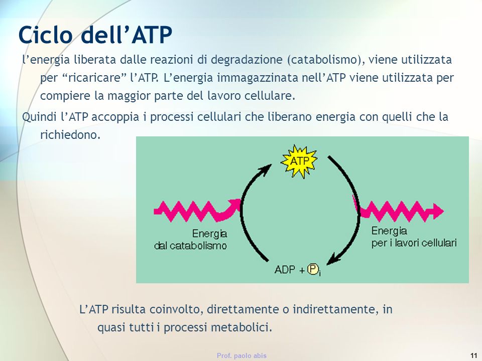 Ciclo dell’ATP