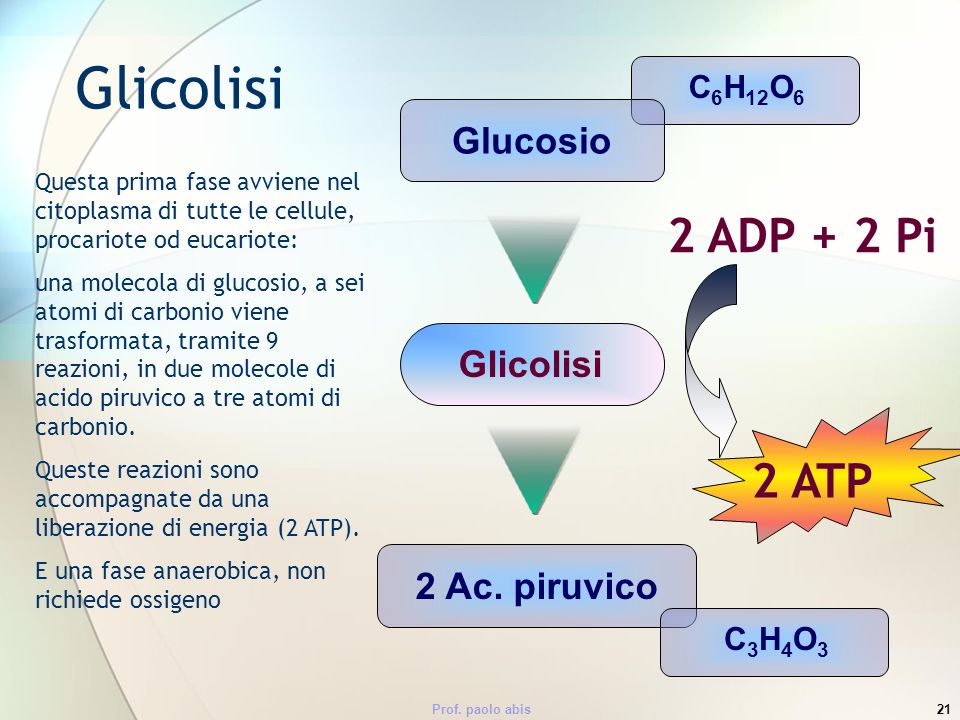 Glicolisi 2 ADP + 2 Pi 2 ATP Glucosio Glicolisi 2 Ac. piruvico C6H12O6