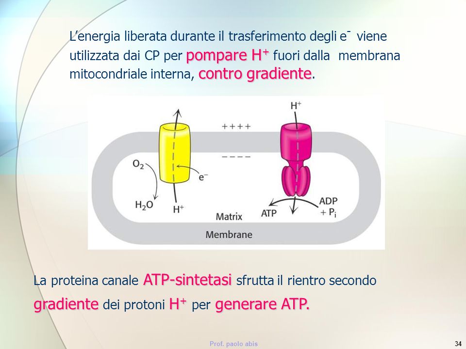 L’energia liberata durante il trasferimento degli e- viene utilizzata dai CP per pompare H+ fuori dalla membrana mitocondriale interna, contro gradiente.