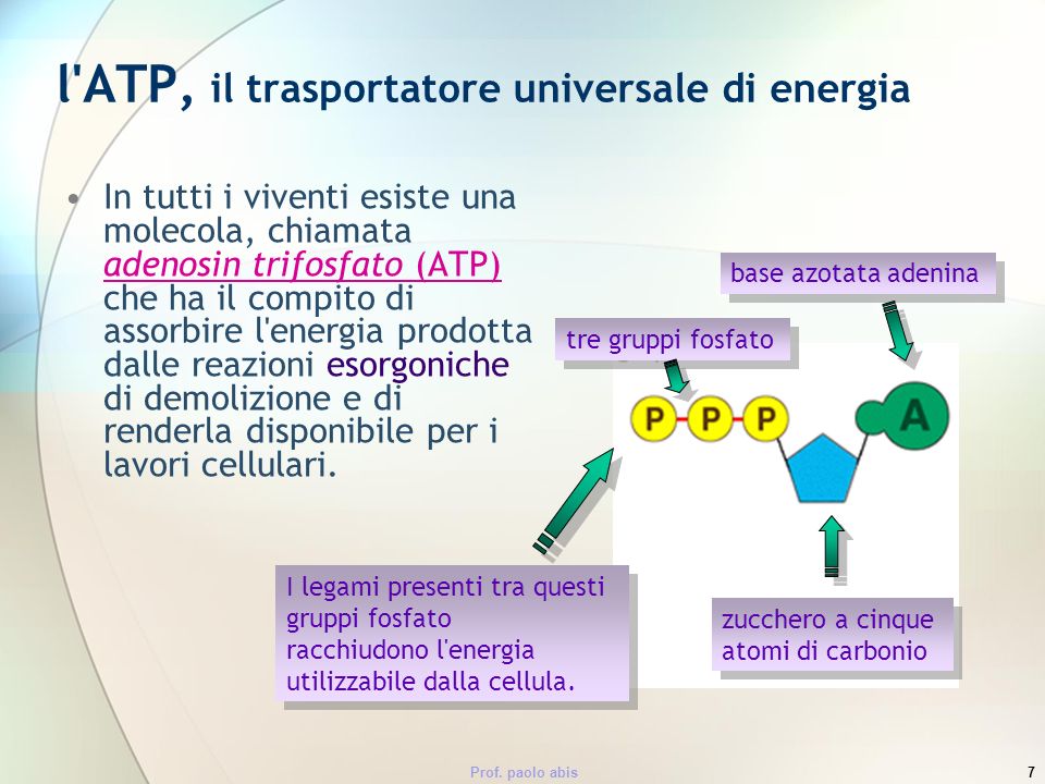 l ATP, il trasportatore universale di energia