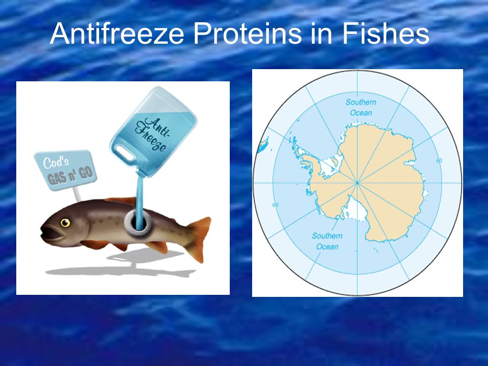 Antifreeze Proteins in Fishes