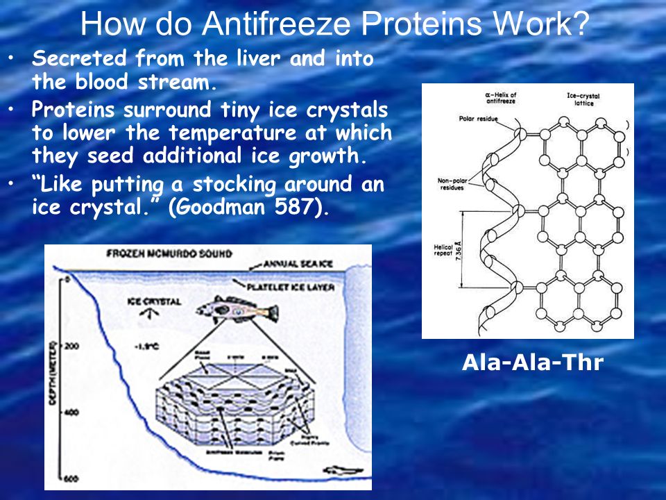 How do Antifreeze Proteins Work