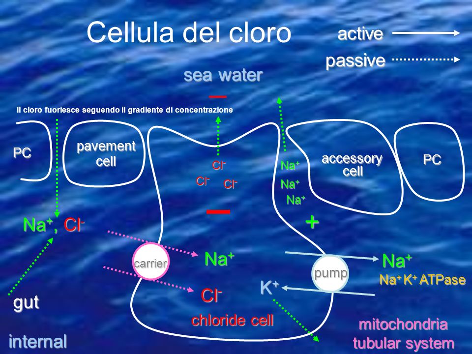 Cellula del cloro + active passive sea water Na+, Cl- Na+ Na+ K+ Cl-