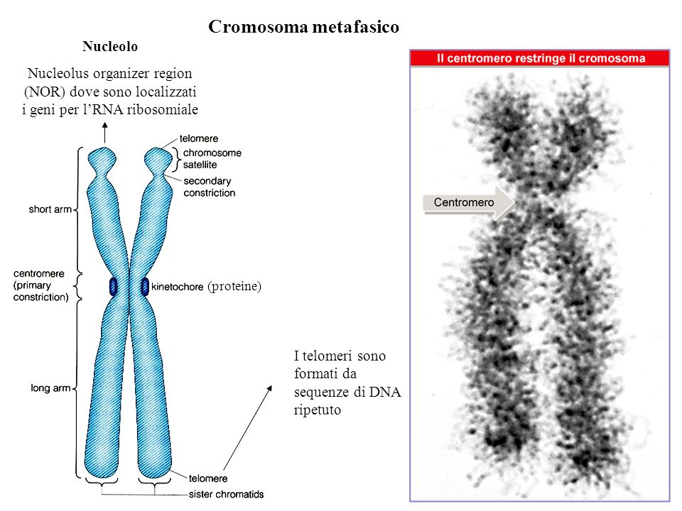 Cromosoma metafasico Nucleolo