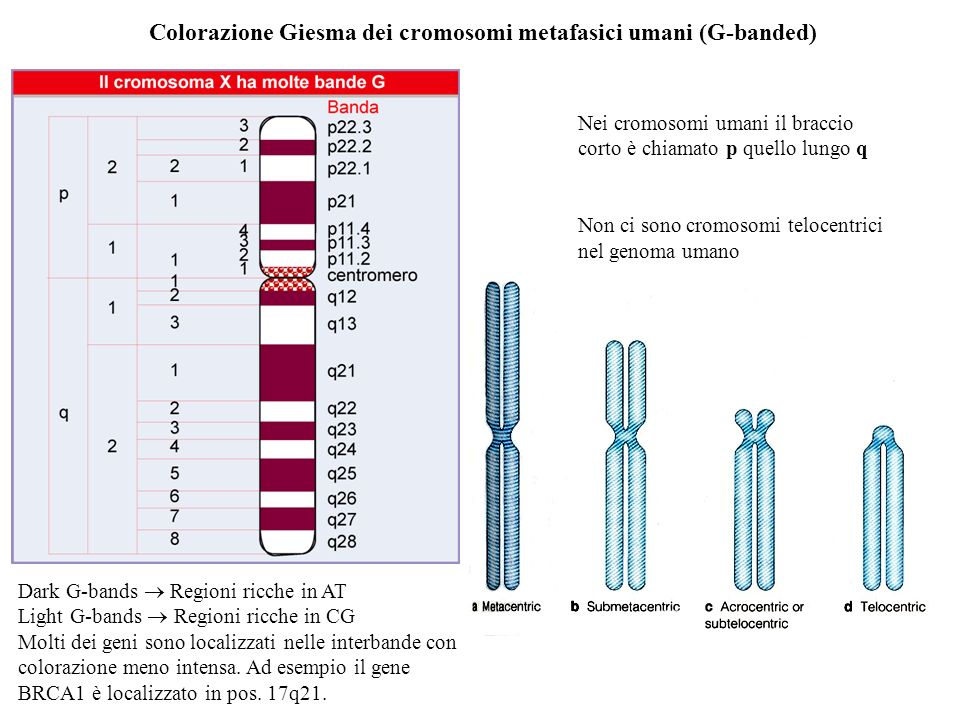 Colorazione Giesma dei cromosomi metafasici umani (G-banded)