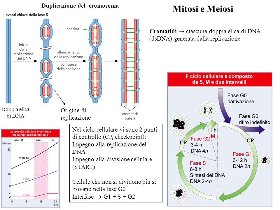 Mitosi e Meiosi Duplicazione del cromosoma