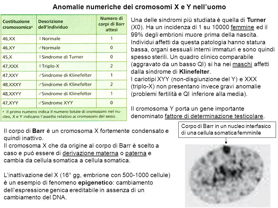 Anomalie numeriche dei cromosomi X e Y nell’uomo