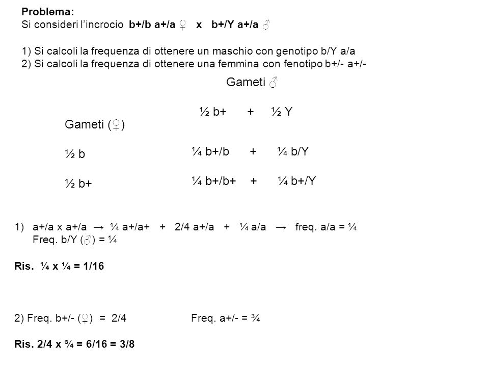 Gameti ♂ ½ b+ + ½ Y Gameti (♀) ½ b ¼ b+/b + ¼ b/Y ½ b+