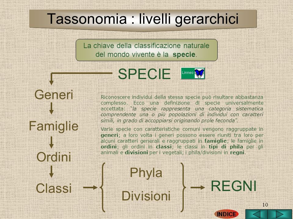 Tassonomia : livelli gerarchici