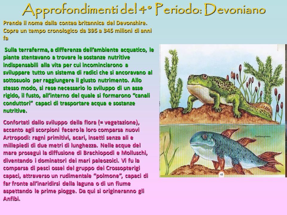 Approfondimenti del 4° Periodo: Devoniano