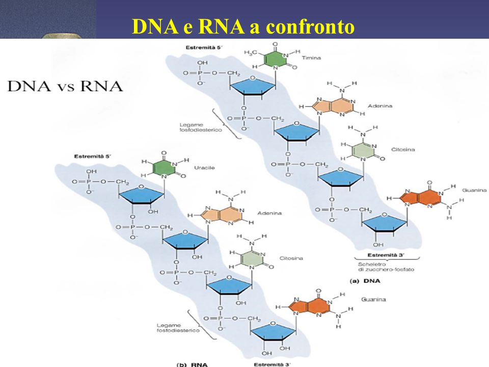 DNA e RNA a confronto