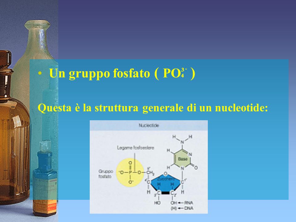 Un gruppo fosfato ( PO4 ) Questa è la struttura generale di un nucleotide: 3