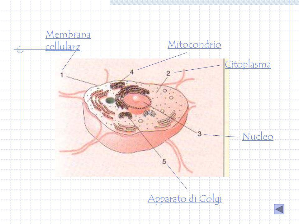 Membrana cellulare Mitocondrio Citoplasma Nucleo Apparato di Golgi