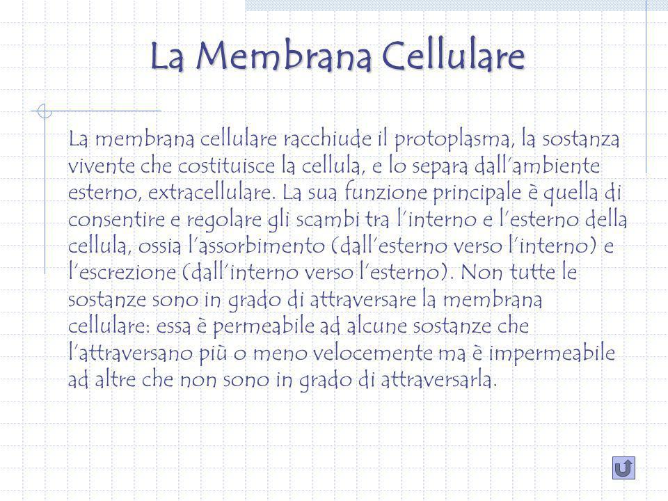 La Membrana Cellulare