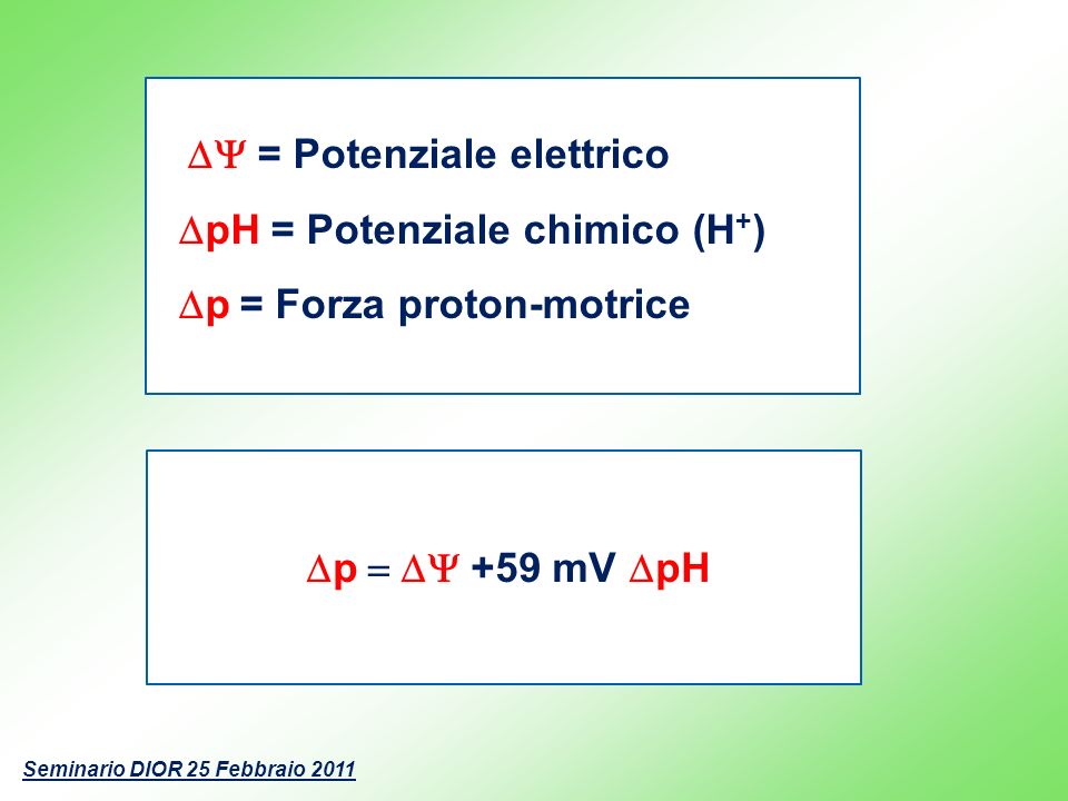 DpH = Potenziale chimico (H+) Dp = Forza proton-motrice