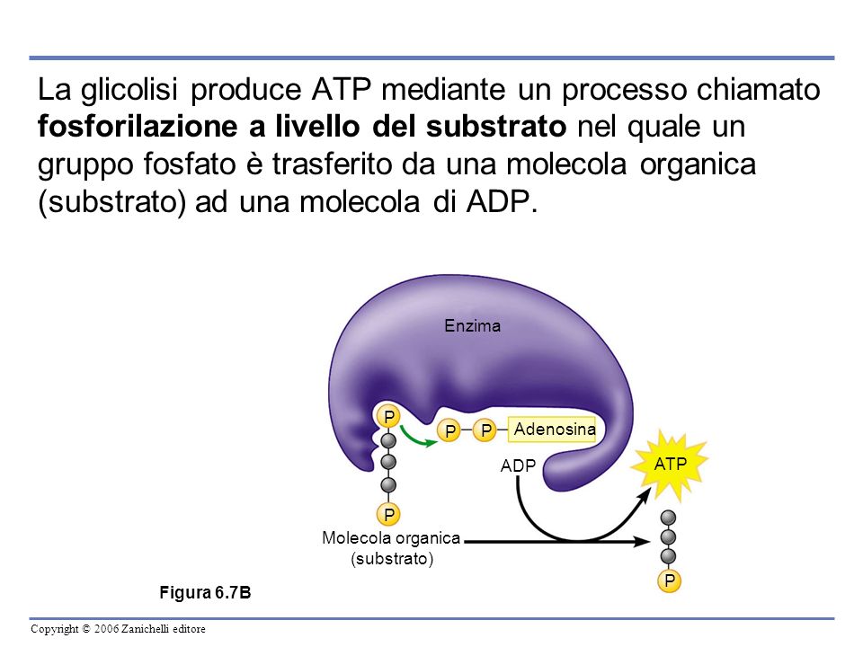 La glicolisi produce ATP mediante un processo chiamato fosforilazione a livello del substrato nel quale un gruppo fosfato è trasferito da una molecola organica (substrato) ad una molecola di ADP.