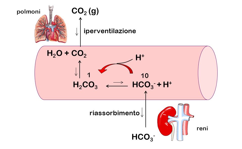 CO2 (g) H2O + CO2 H+ H2CO3 HCO3- + H+ HCO3- iperventilazione 1 10