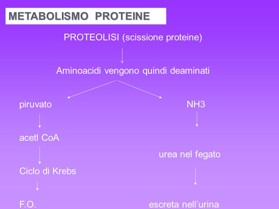 METABOLISMO PROTEINE PROTEOLISI (scissione proteine)