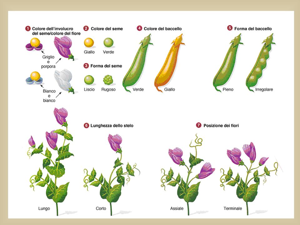 Mendel studiò 7 coppie di caratteri (contrastanti e ben definiti)della pianta del pisello odoroso :