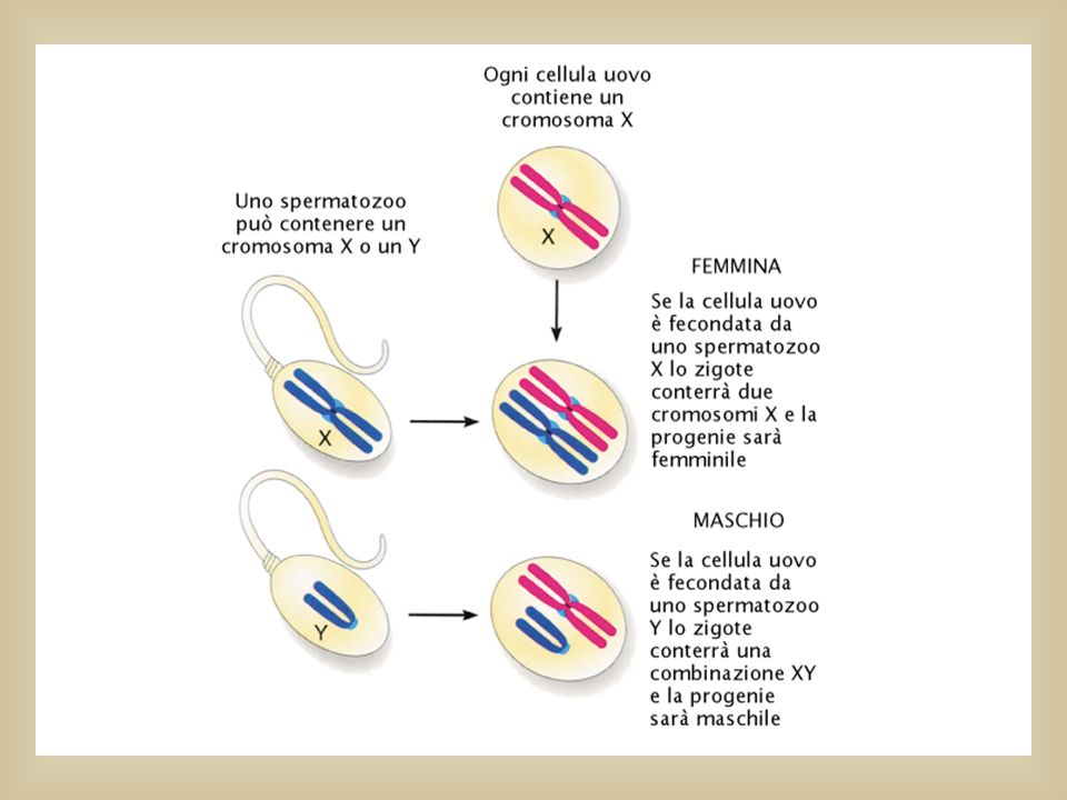 Cromosomi sessuali