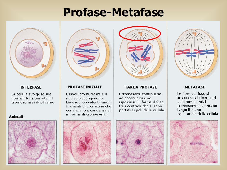 Profase-Metafase