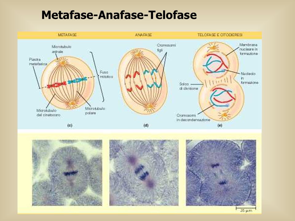 Metafase-Anafase-Telofase