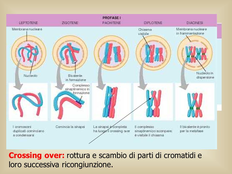 Crossing over: rottura e scambio di parti di cromatidi e loro successiva ricongiunzione.