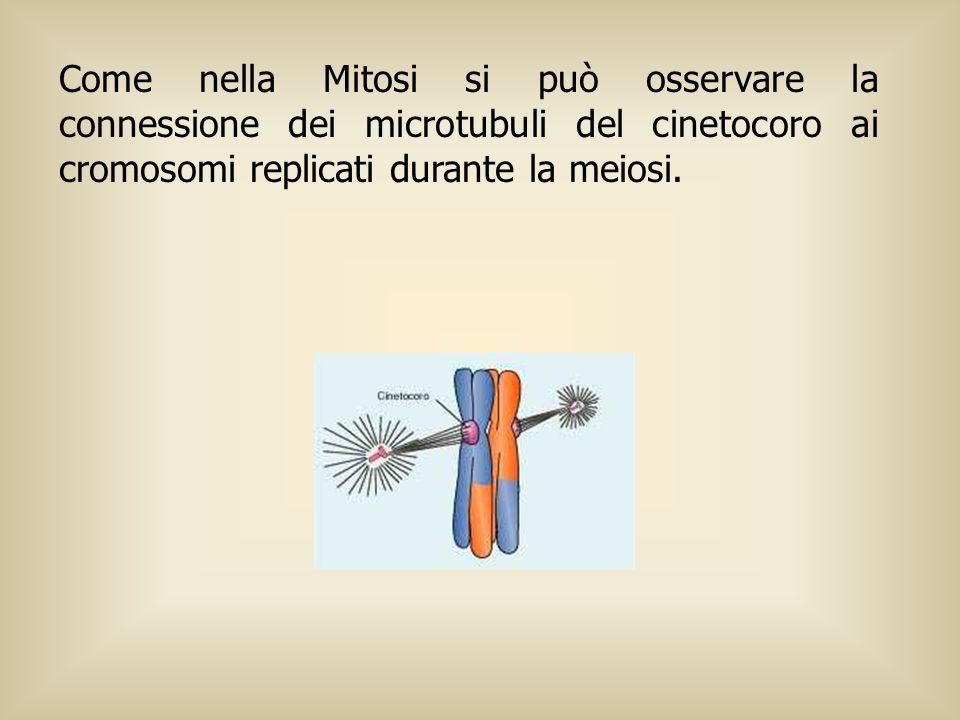 Come nella Mitosi si può osservare la connessione dei microtubuli del cinetocoro ai cromosomi replicati durante la meiosi.