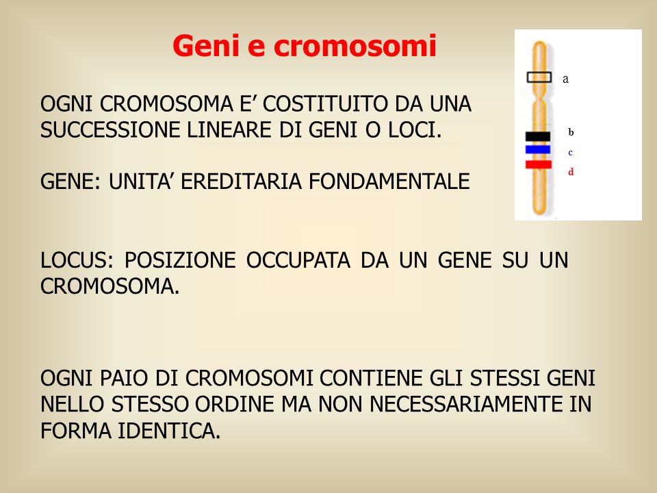 Geni e cromosomi a. OGNI CROMOSOMA E’ COSTITUITO DA UNA SUCCESSIONE LINEARE DI GENI O LOCI. b. c.