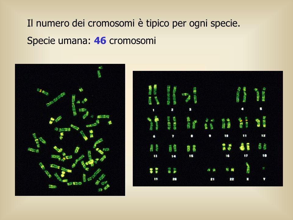 Il numero dei cromosomi è tipico per ogni specie.