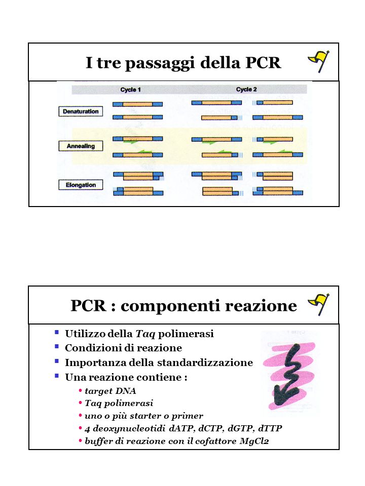 I tre passaggi della PCR PCR : componenti reazione