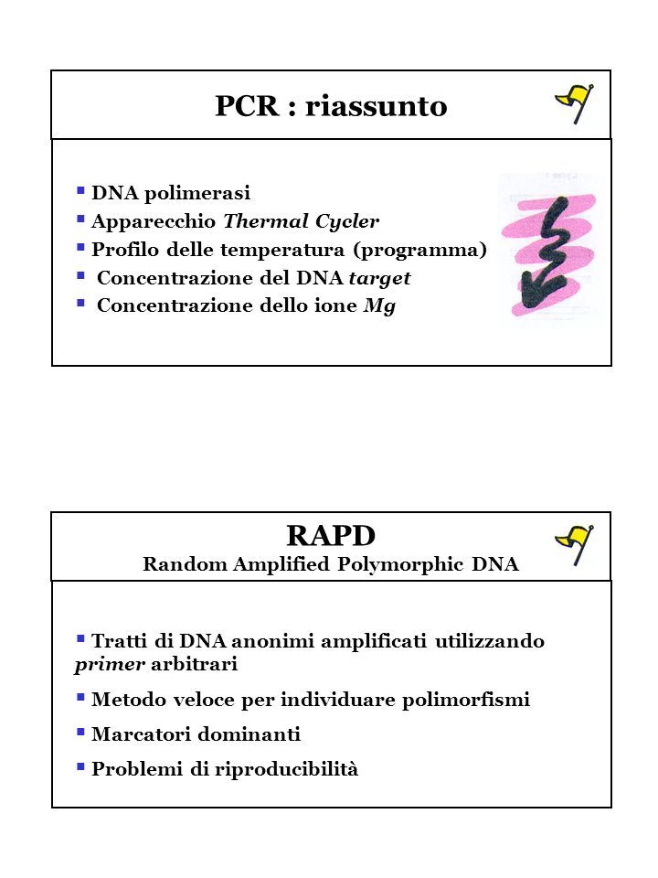 Random Amplified Polymorphic DNA