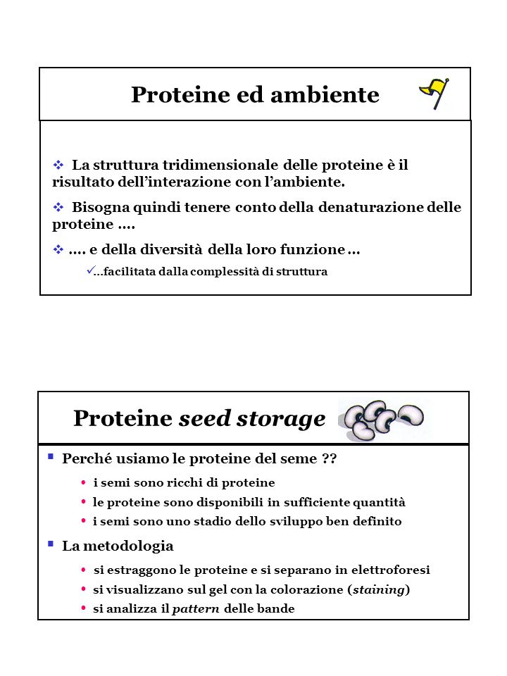 Proteine ed ambiente Proteine seed storage