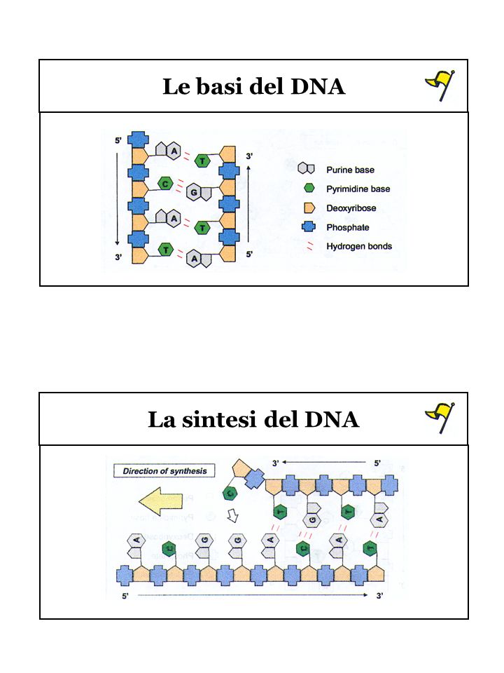 Le basi del DNA La sintesi del DNA